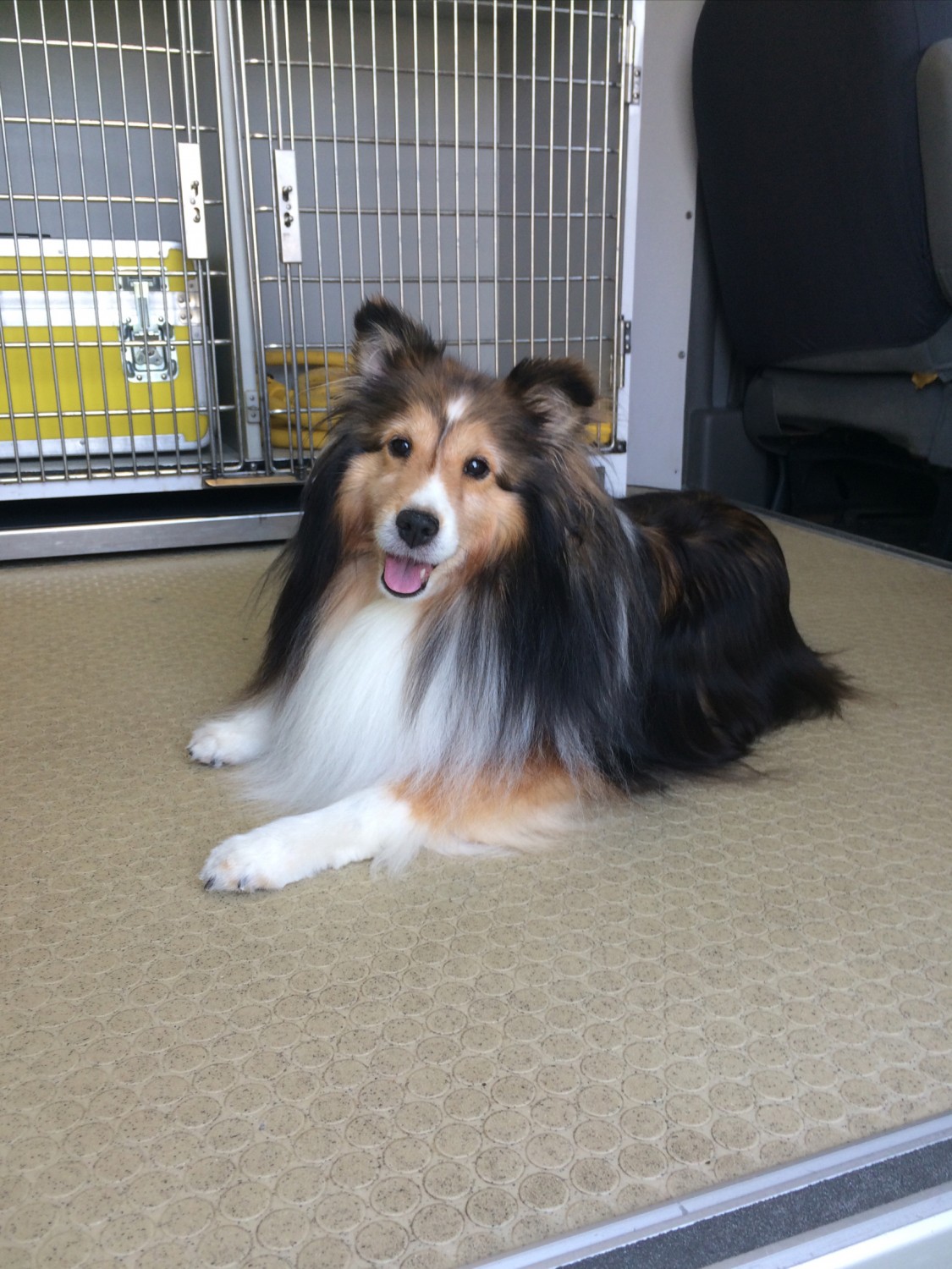 Harmony MobileVeterinary Clinic Sault Ste Marie MI Mobile Vet FAQ's